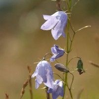 Harebell
